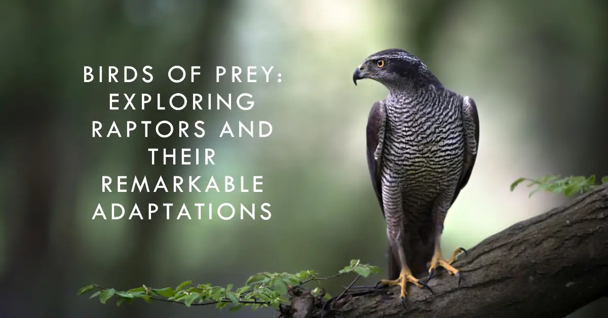 Birds of Prey: Exploring Raptors and Their Remarkable Adaptations