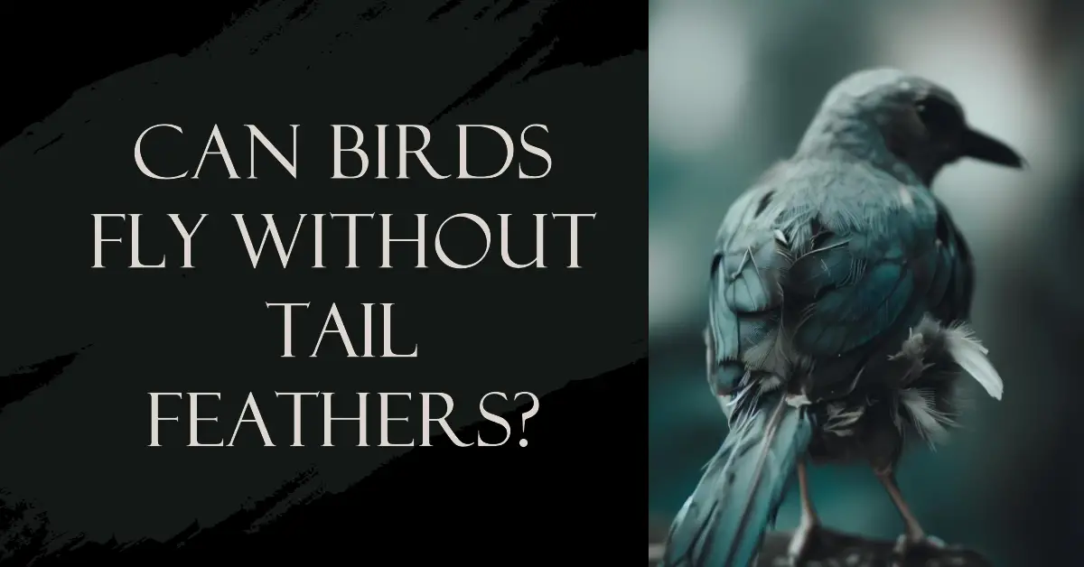 Can a Bird Fly Without Tail Feathers? Exploring the Flight Adaptations of Birds