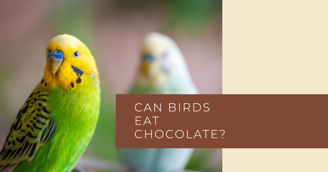 Can Birds Eat Chocolate