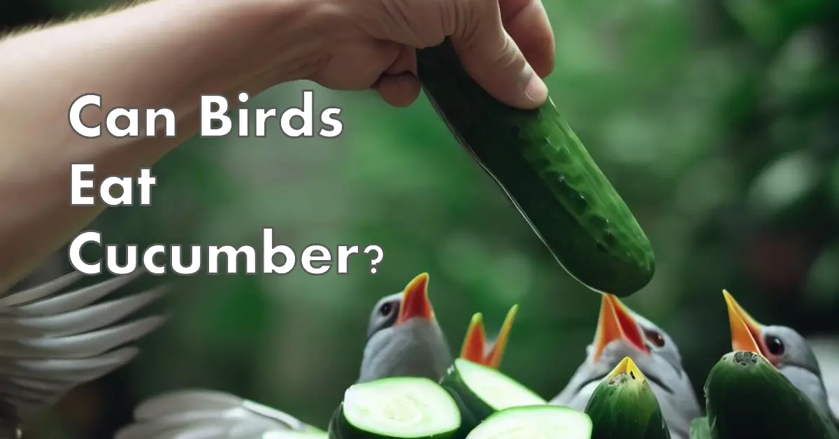 Can Birds Eat Cucumber