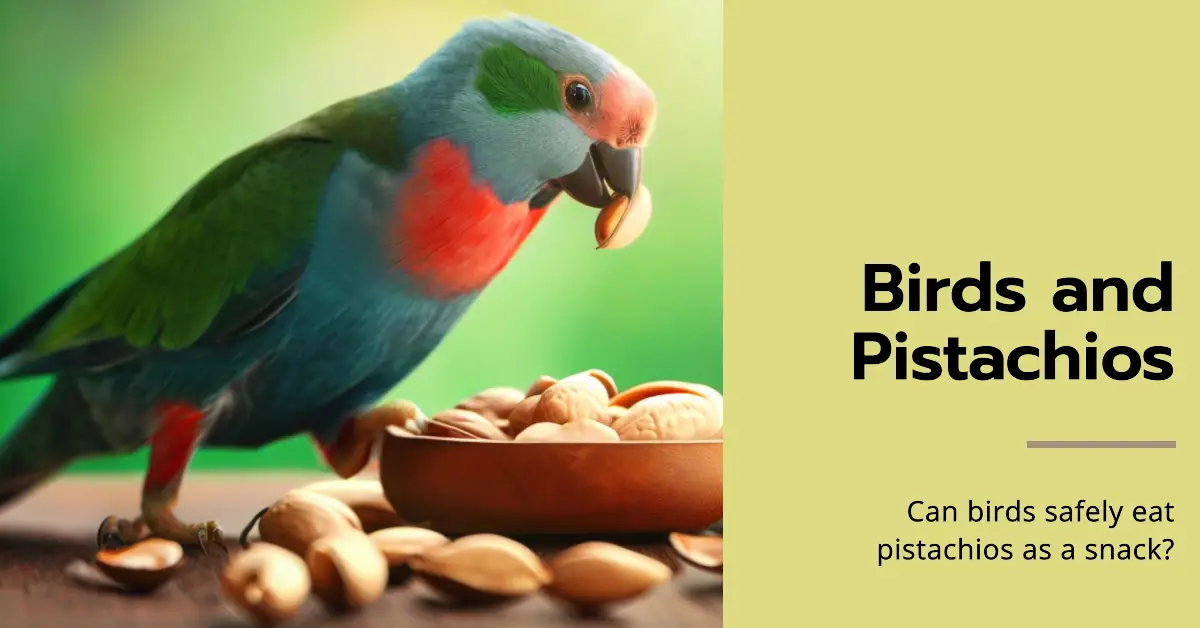 Can Birds Eat Pistachios
