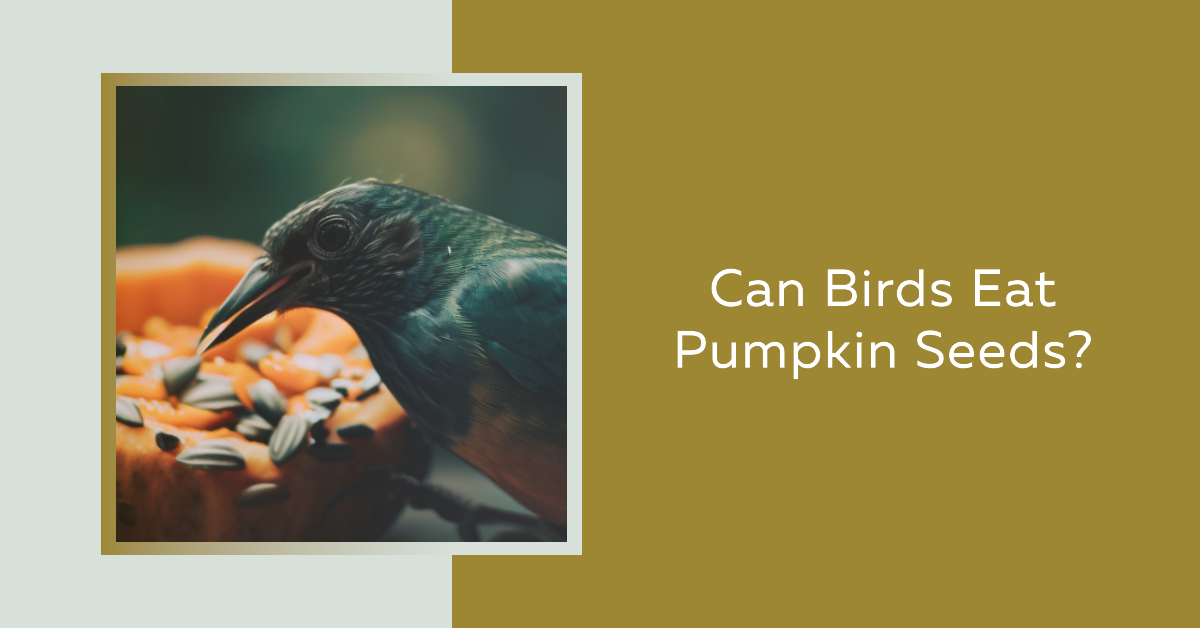 Can Birds Eat Pumpkin Seeds?