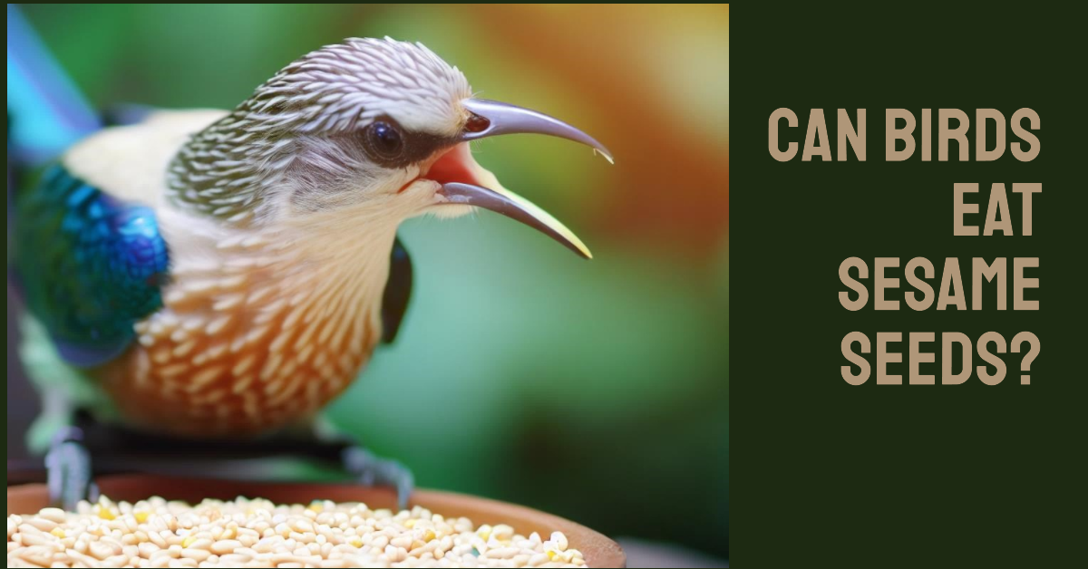 Can Birds Eat Sesame Seeds