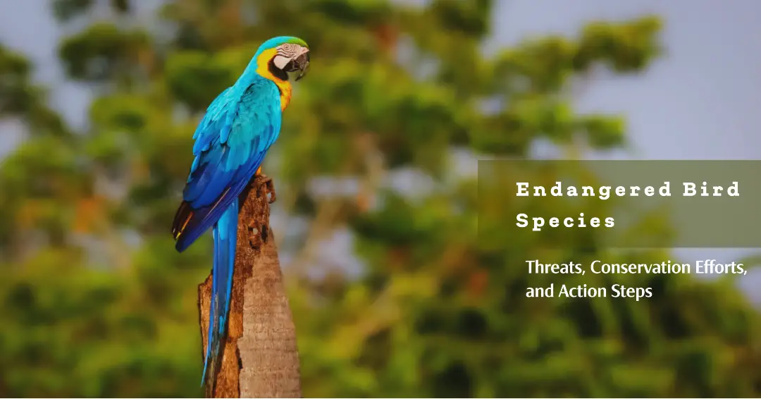 Endangered Bird Species: Threats, Conservation Efforts, and Action Steps