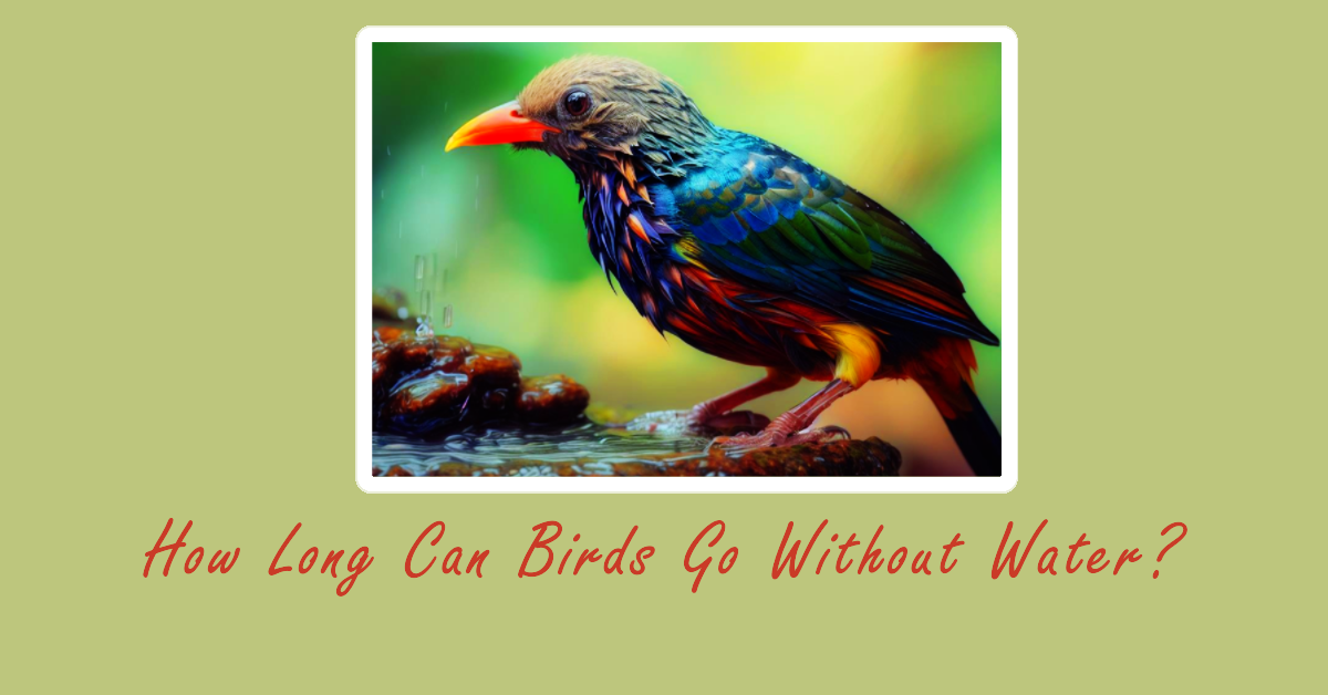 How Long Can Birds Go Without Water