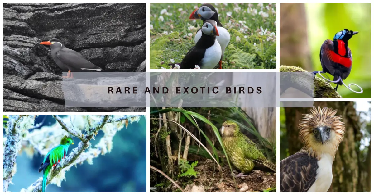 Rare and Exotic Birds Fascinating Species from Around the World