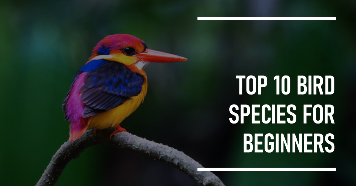 Top 10 bird species for beginners