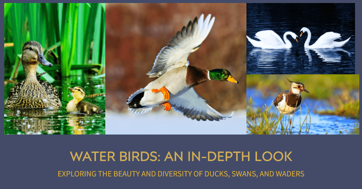 Water Birds: An In-depth Look at Ducks, Swans, and Waders
