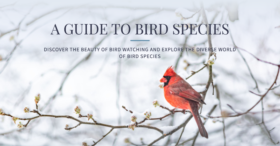 A Comprehensive Guide to Bird Species