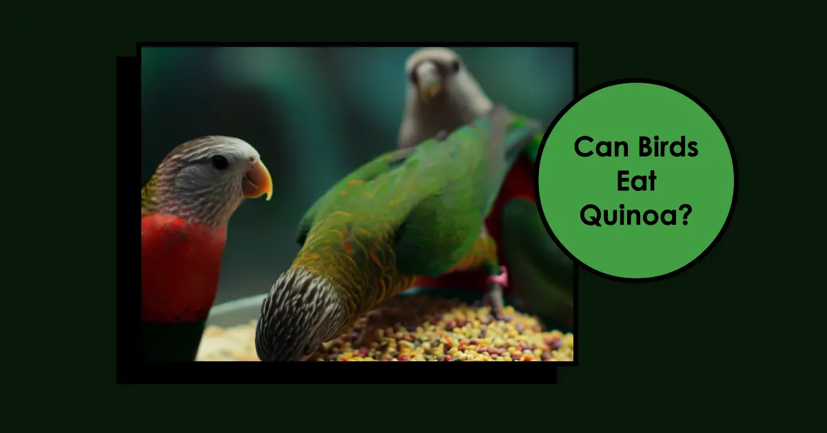 Can Birds Eat Quinoa