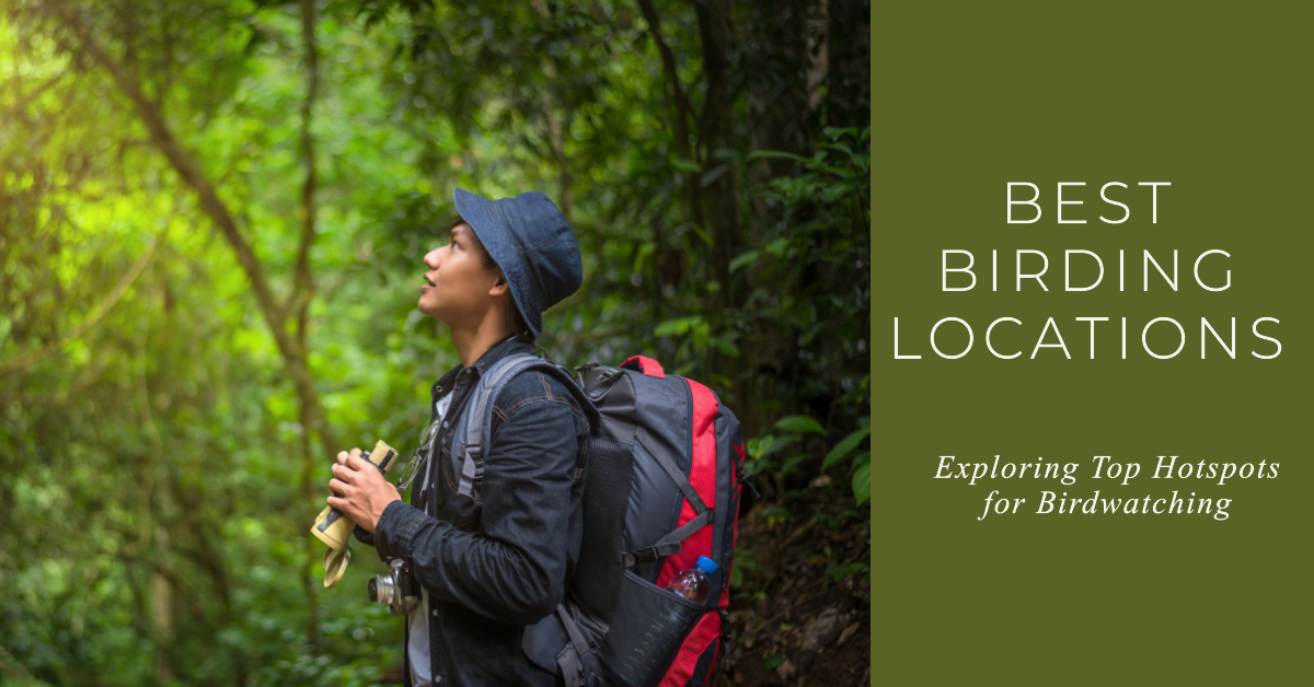 Best Birding Locations: Exploring Top Hotspots for Birdwatching
