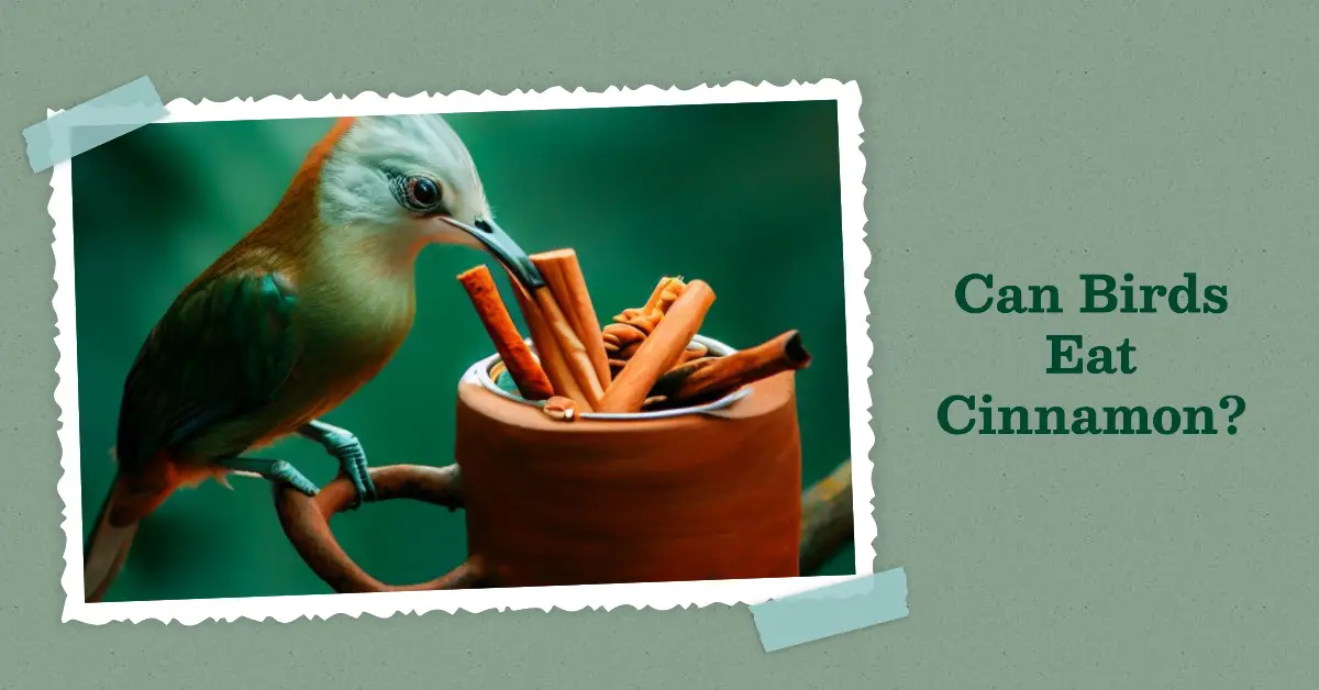 Can Birds Eat Cinnamon
