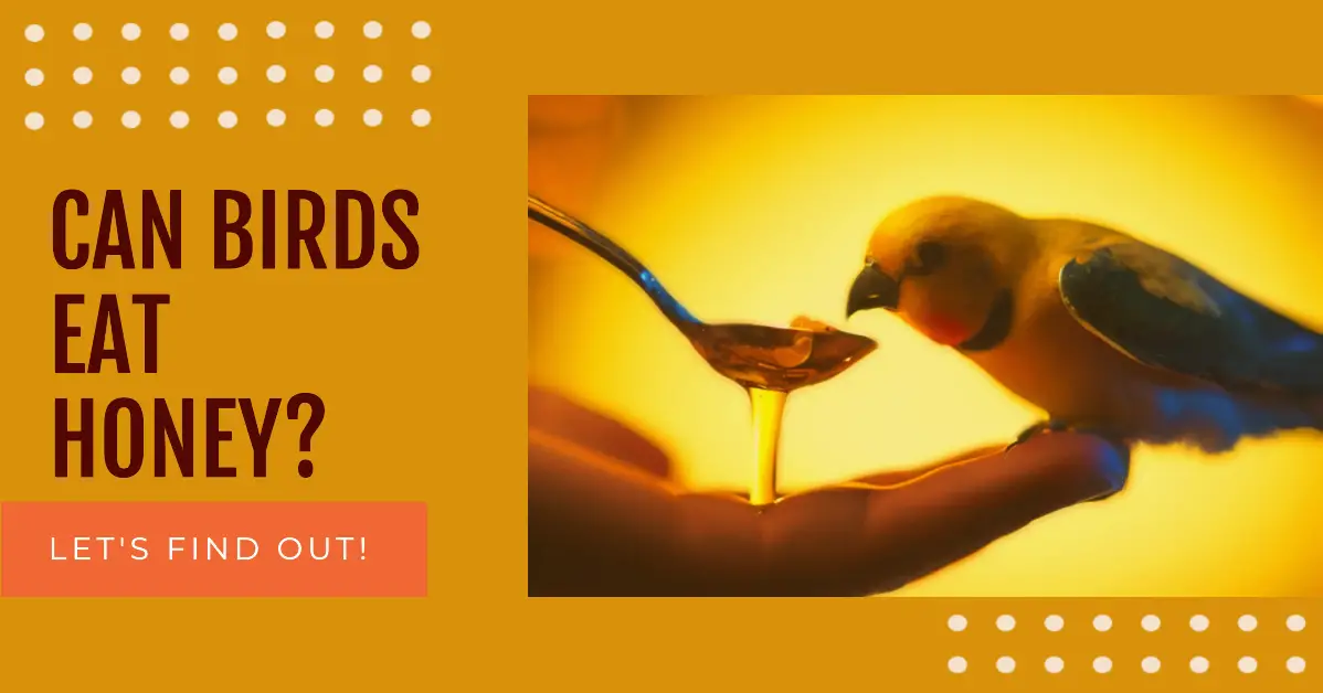 Can Birds Eat Honey? A Comprehensive Guide for Bird Enthusiasts